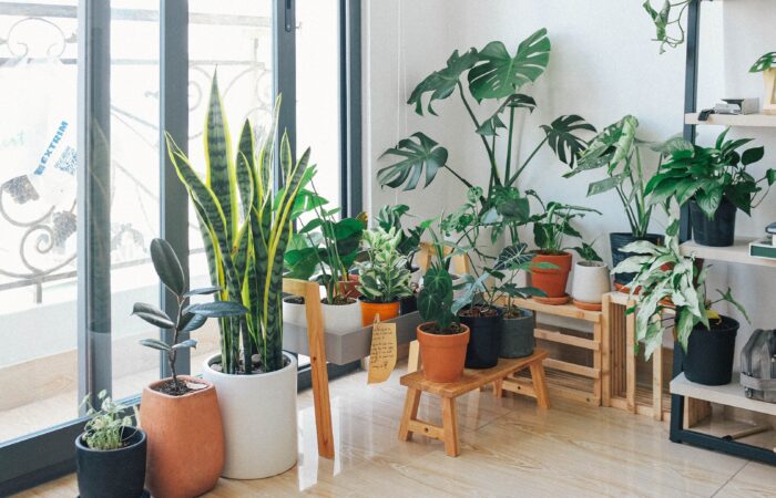 best plants for office with no windows